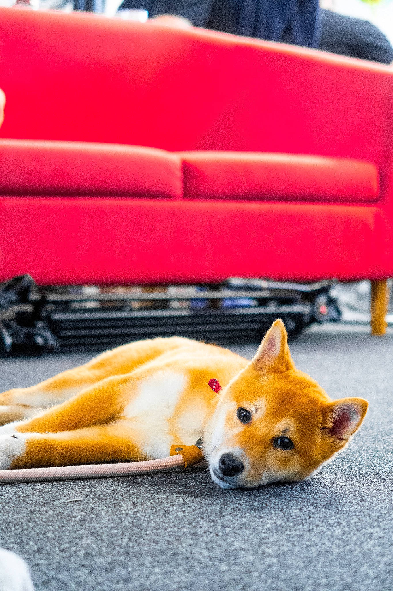 Luna joined the competition — help win amazing prizes! canis, carnivore, chair, comfort, companion_dog, couch, dog, dog_breed, dog_supply, fawn, flooring, fur, orange, outdoor_furniture, snout, spitz, tail, whiskers, wood, working_animal