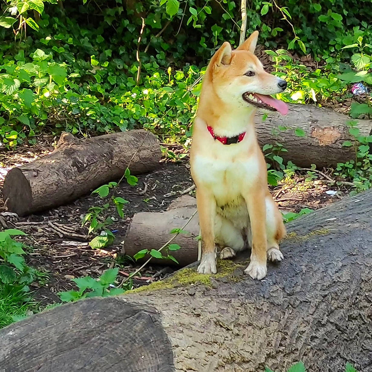 Luna is registered to the contest to win money with this photo: carnivore, collar, companion_dog, dingo, dog, dog_breed, dog_collar, grass, groundcover, herding_dog, kintamani, plant, pomeranian, retriever, soil, spitz, street_dog, tail, working_animal, working_dog