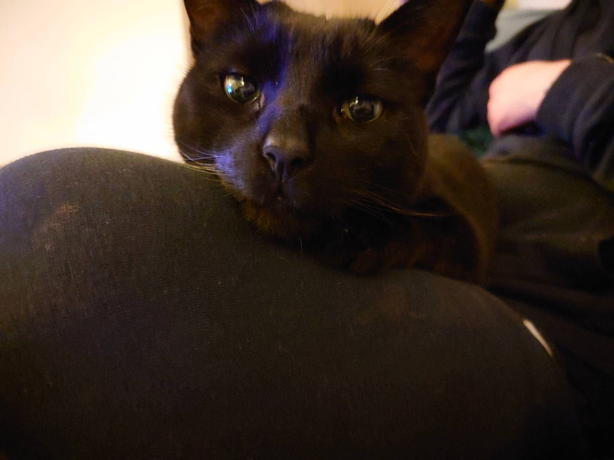 Kitkat is registered to the contest to win money with this photo: black_cat, bombay, carnivore, cat, comfort, darkness, domestic_short_haired_cat, electric_blue, felidae, fur, havana_brown, small_to_medium_sized_cats, snout, whiskers