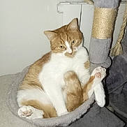 Badou participe au concours pour gagner de l'argent avec cette photo : abyssinian, animal, architecture, armchair, building, cat, chair, couch, cushion, furniture, homedecor, indoors, kitten, linen, livingroom, manx, person, pet, room, sleeping