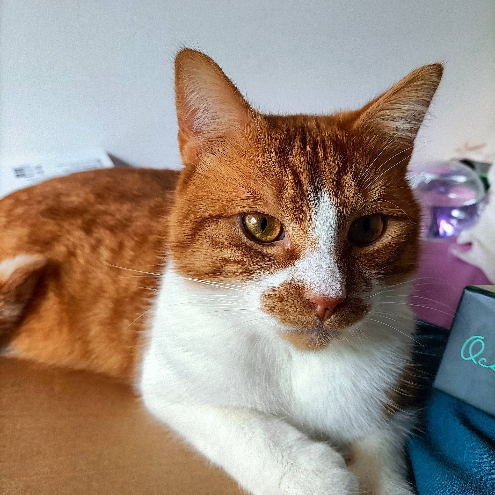 Badou a rejoint le concours — aidez-le/la à gagner de superbes lots ! art, carnivore, cat, domestic_short_haired_cat, fawn, felidae, fur, pet_supply, small_to_medium_sized_cats, snout, tail, terrestrial_animal, whiskers