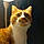 Badou
