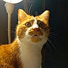 Badou a rejoint le concours — aidez-le/la à gagner de superbes lots ! abyssinian, animal, cat, hardwood, kitten, lamp, lampshade, light, lighting, manx, pet, plywood, siamese, tablelamp, wood