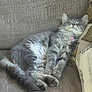 Lana is registered to the contest to win money with this photo: angora, animal, architecture, armchair, building, cat, chair, couch, cushion, furniture, homedecor, indoors, kitten, linen, livingroom, manx, person, pet, room, sleeping