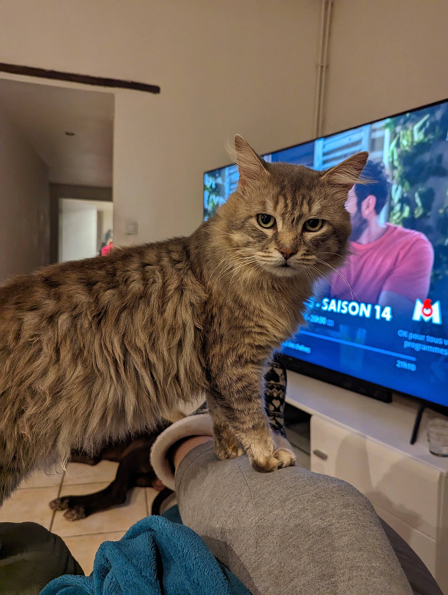 Grisouille a rejoint le concours — aidez-le/la à gagner de superbes lots ! cable_television, carnivore, cat, comfort, computer, display_device, domestic_short_haired_cat, felidae, flat_panel_display, fur, led_backlit_lcd_display, output_device, paw, personal_computer, room, small_to_medium_sized_cats, tail, television, television_set, whiskers