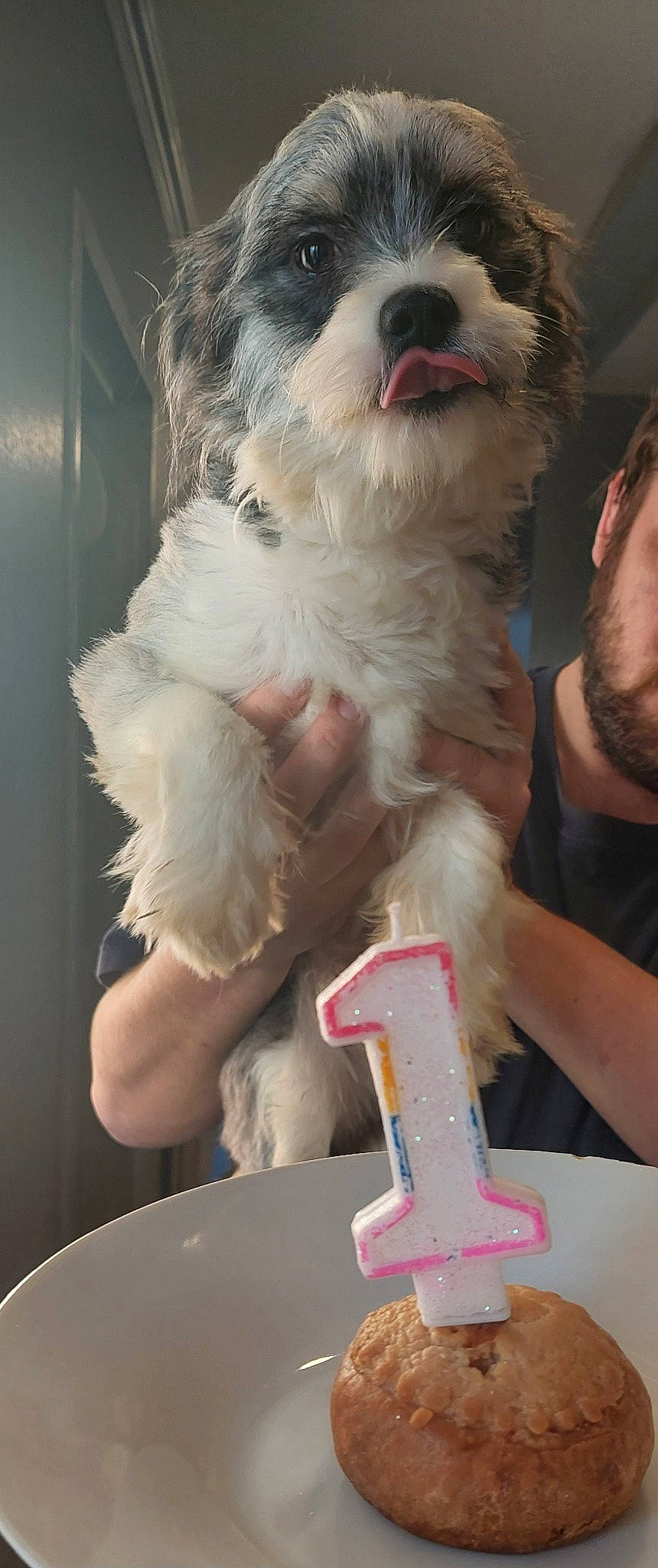 Knuckle joined the competition — help win amazing prizes! canidae, carnivore, companion_dog, dog, dog_breed, eyewear, fun, fur, icing, maltepoo, nail, non_sporting_group, party_supply, plastic, sitting, small_terrier, sporting_group, table, terrier, toy_dog