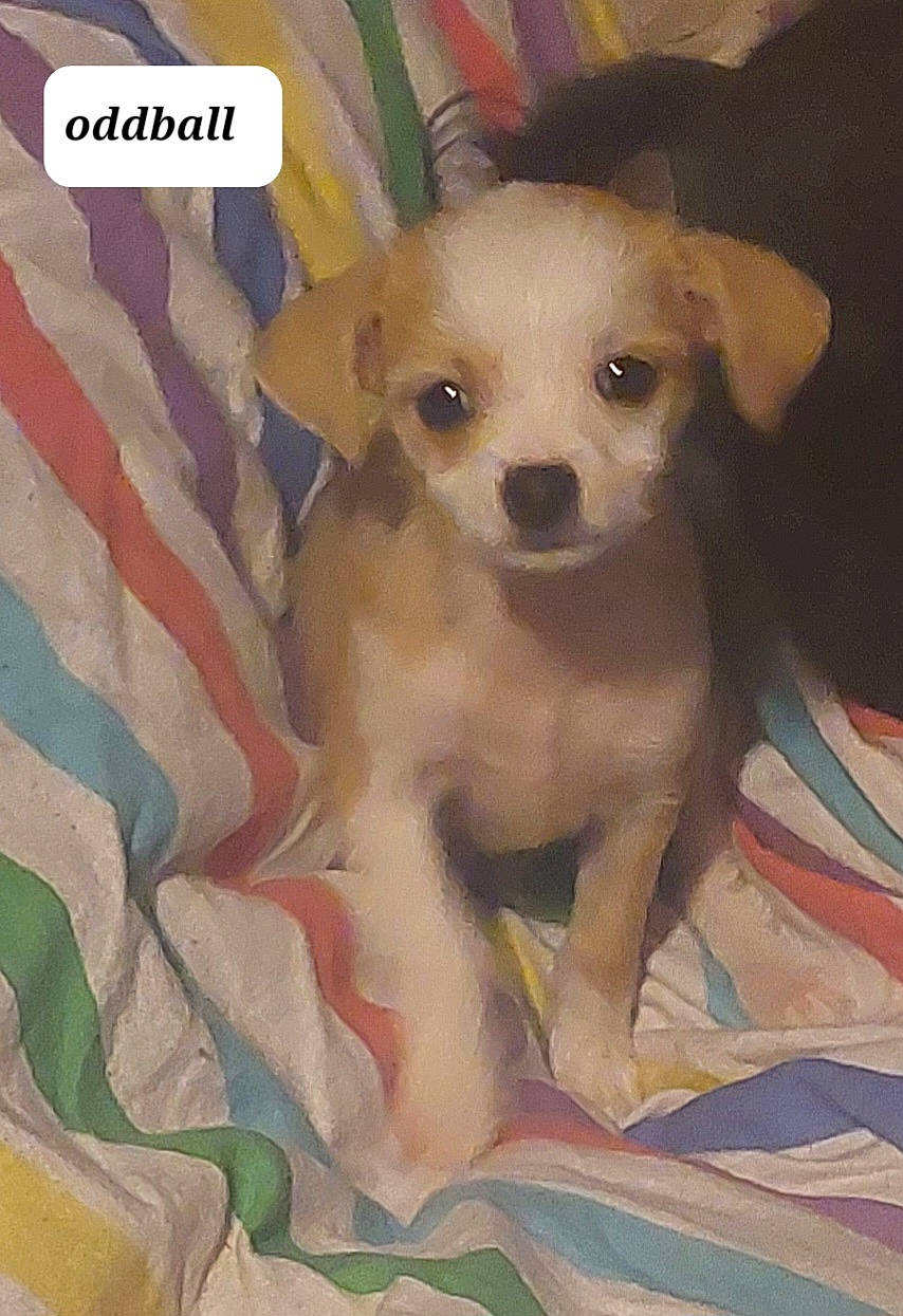 Kami is registered to the contest to win money with this photo: art, carnivore, chihuahua, companion_dog, couch, dog, dog_breed, dog_supply, fawn, font, fur, paw, pet_supply, photo_caption, snout, toy_dog, whiskers, working_animal