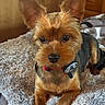 dog, yorkshire_terrier, small_dog, puppy, pet, portrait, close_up, fluffy, brown_fur, black_fur, large_ears, shiny_eyes, red_collar, harness, indoor, blanket, bed, wooden_background, sitting, cute