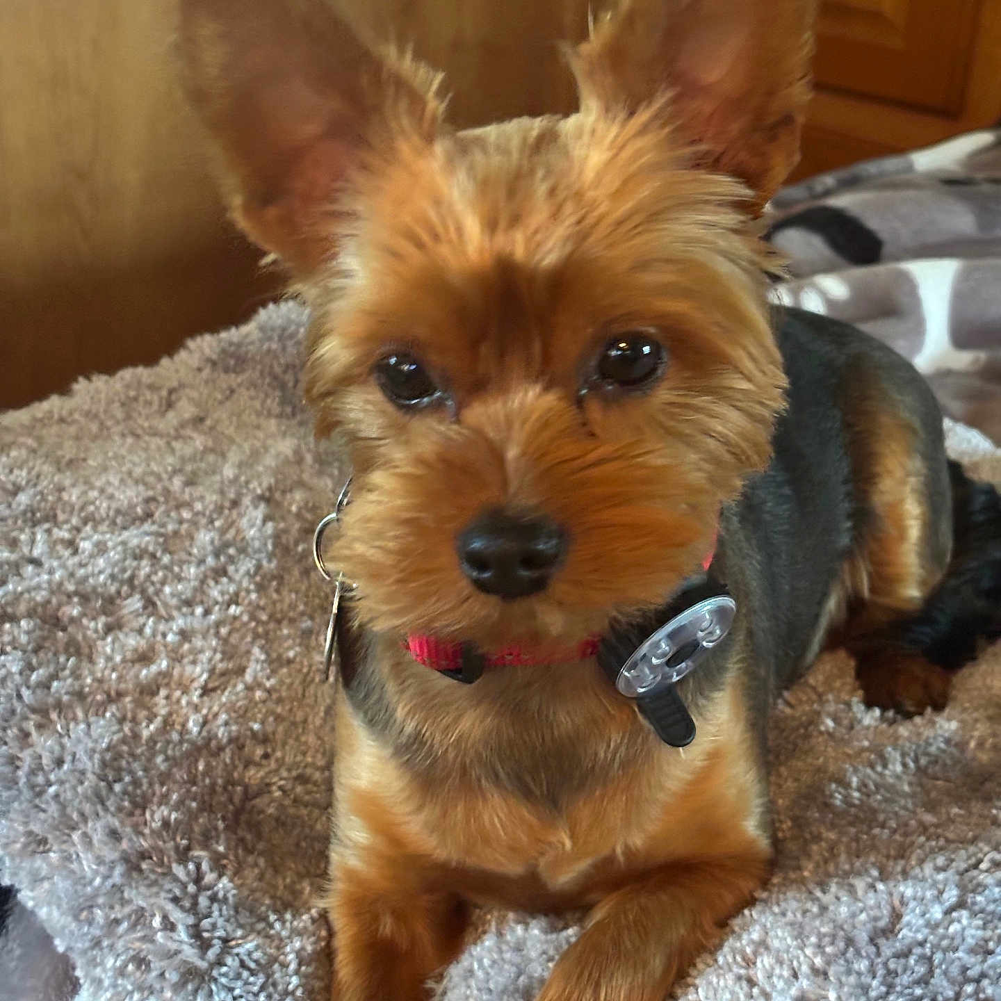 Kody is registered to the contest to win money with this photo: bed, black_fur, blanket, brown_fur, close_up, cute, dog, fluffy, harness, indoor, large_ears, pet, portrait, puppy, red_collar, shiny_eyes, sitting, small_dog, wooden_background, yorkshire_terrier
