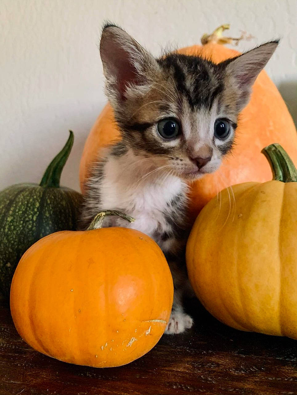Turtle joined the competition — help win amazing prizes! calabaza, carnivore, cat, cucurbita, felidae, food, gourd, natural_foods, orange, plant, produce, pumpkin, small_to_medium_sized_cats, squash, staple_food, tail, vegetable, whiskers, whole_food, winter_squash
