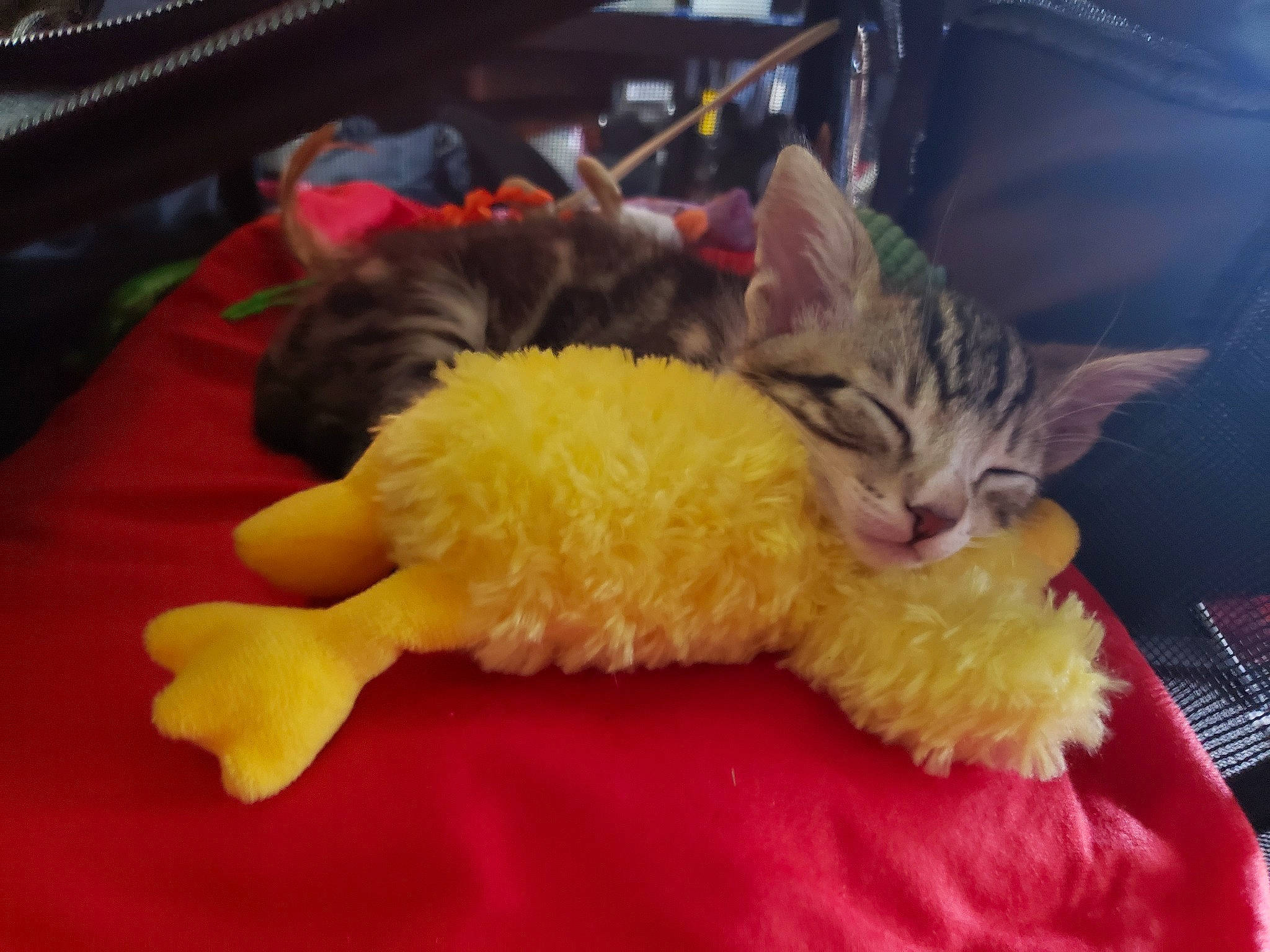 Turtle joined the competition — help win amazing prizes! canidae, carnivore, cat, claw, comfort, companion_dog, domestic_short_haired_cat, fawn, felidae, fur, hat, nap, paw, plush, room, small_to_medium_sized_cats, stuffed_toy, tail, toy, whiskers