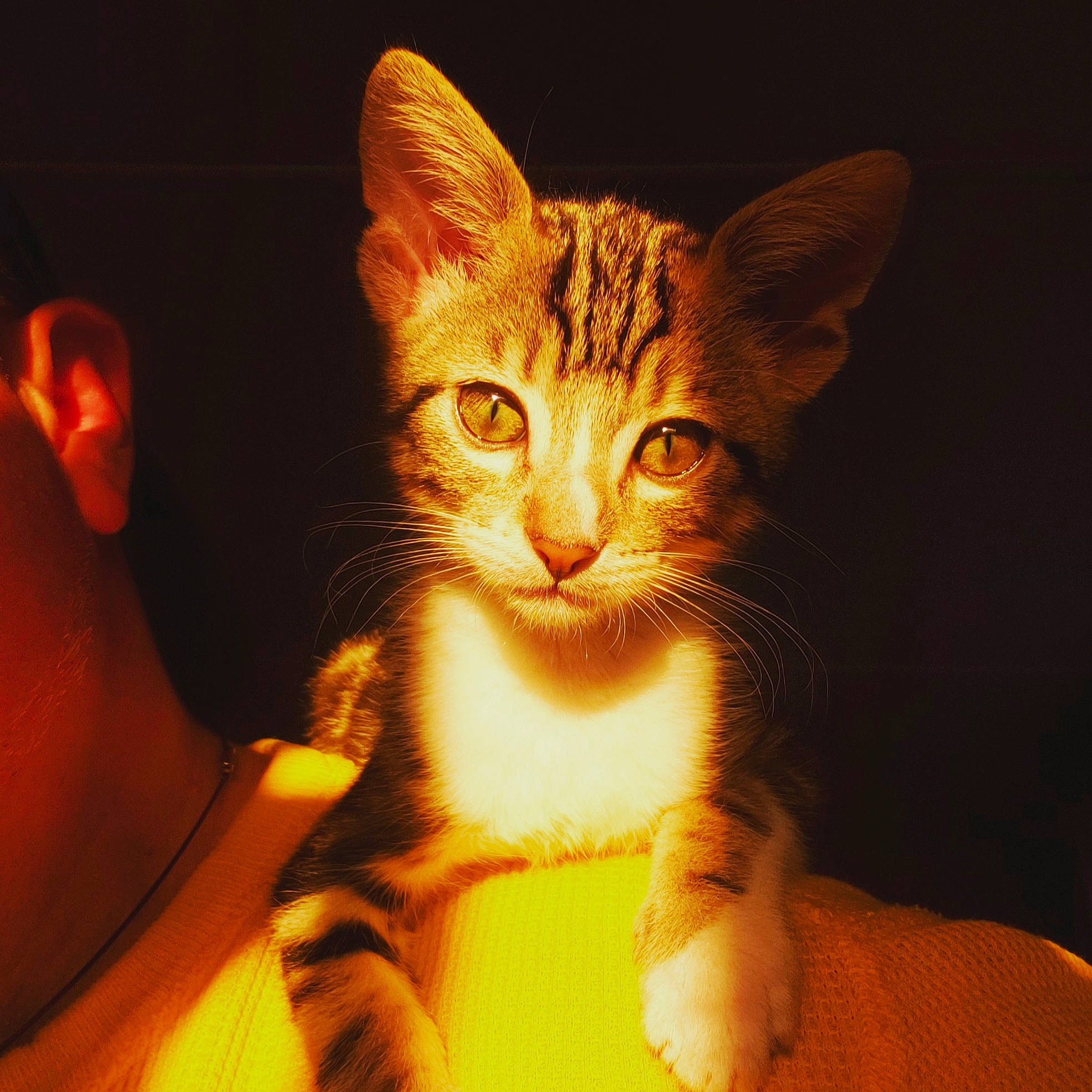 Turtle is registered to the contest to win money with this photo: art, carnivore, cat, claw, comfort, domestic_short_haired_cat, ear, felidae, fur, gesture, paw, sitting, small_to_medium_sized_cats, snout, tail, whiskers, window