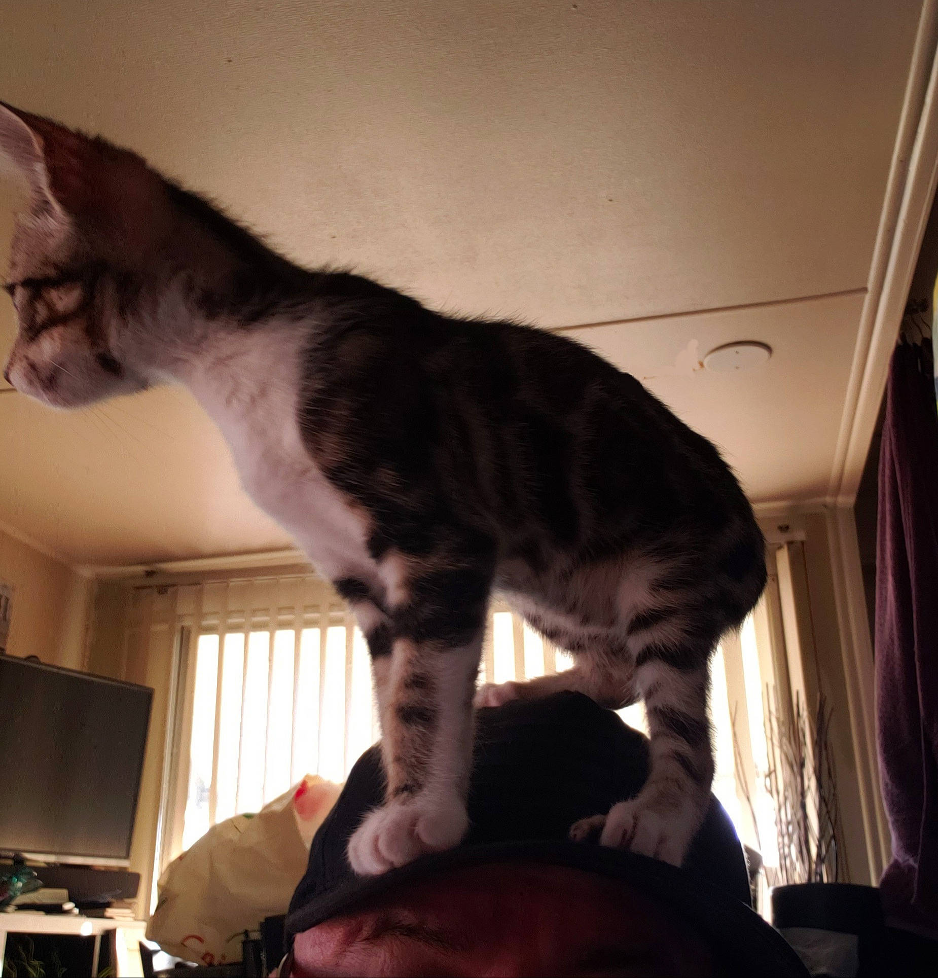 Turtle is registered to the contest to win money with this photo: carnivore, cat, comfort, curtain, darkness, domestic_short_haired_cat, ear, felidae, fur, gesture, jaw, lap, metal, paw, room, small_to_medium_sized_cats, snout, tail, whiskers, wood