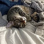 cat, tabby_cat, pet, bed, blanket, comforter, whiskers, paws, fur, indoor, cozy, sleepy, portrait, close_up, striped_pattern, yellow_eyes, home, nightstand, soft_texture, relaxing