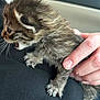 kitten, cat, newborn_kitten, fur, whiskers, paw, claws, human_hand, finger, fingernail, car_interior, car_seat, fabric, close_up, profile_view, meowing, pet, adorable, holding, blurred_background