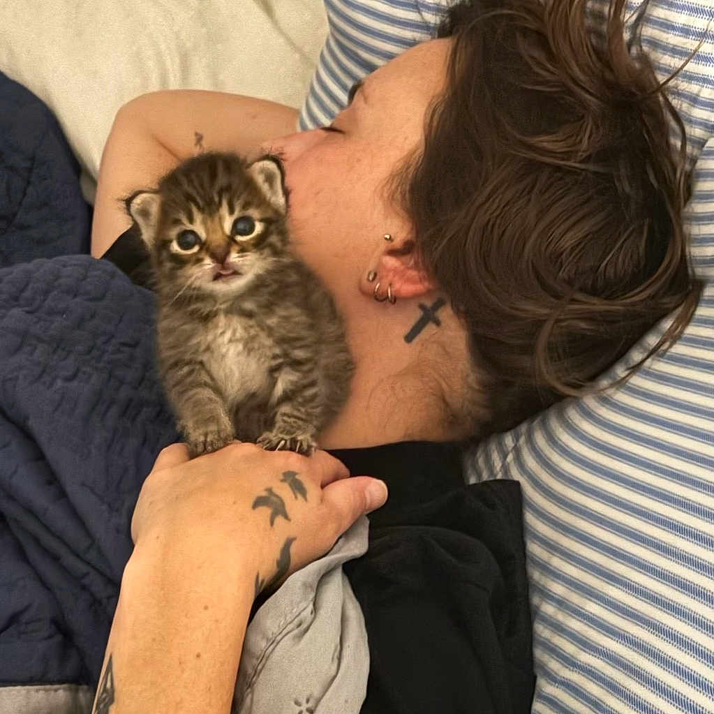 Mr. Turbo Beanellie is registered to the contest to win money with this photo: bed, blanket, cat, cozy, cute, fingers, fur, hand, holding, indoor, jewelry, kitten, person, piercing, pillow, portrait, sleeping, striped_pillow, tattoo, wide_eyes