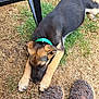 Oliver joined the competition — help win amazing prizes! puppy, dog, german_shepherd, grass, green_collar, paws, slippers, knitted, brown, black, outdoor, chair_leg, relaxation, pet, animal, cute, laying_down, stretching, home, cozy