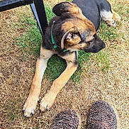 Oliver is registered to the contest to win money with this photo: puppy, dog, grass, outdoor, slippers, footwear, brown, black, collar, animal, pet, resting, legs, paw, furniture, woven, grass_patch, summer, relaxation, casual