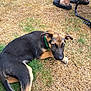 Oliver is registered to the contest to win money with this photo: dog, puppy, german_shepherd, grass, dry_grass, green_collar, outdoor, pet, animal, canine, laying_down, person, footwear, slippers, chair_leg, looking_up, young_dog, nature, backyard, resting