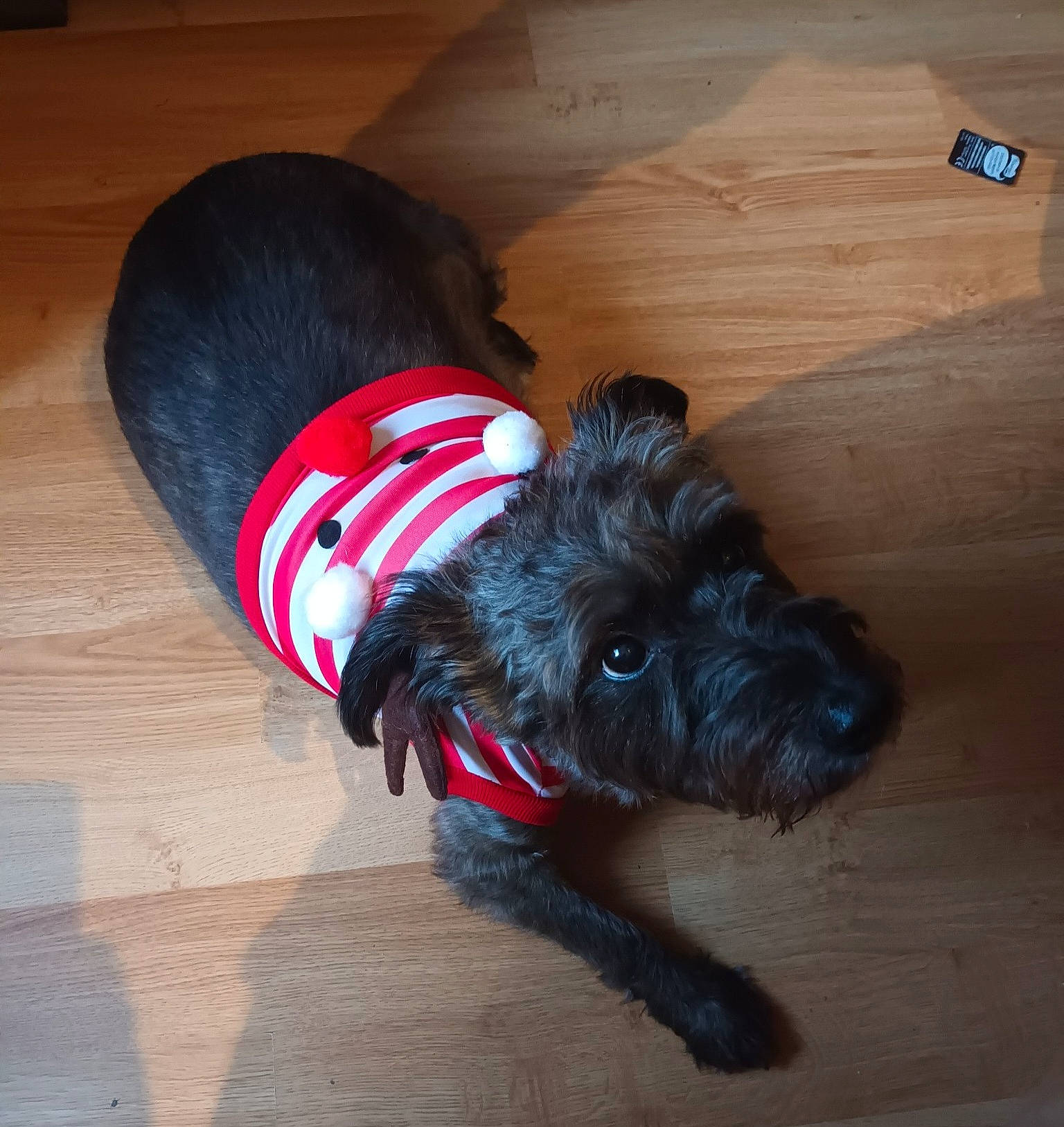 Jimmy participe au concours pour gagner de l'argent avec cette photo : carnivore, collar, companion_dog, dog, dog_breed, dog_collar, dog_supply, flooring, fur, hardwood, hat, liver, schnauzer, small_terrier, standard_schnauzer, terrier, toy_dog, wood, wood_stain, working_animal