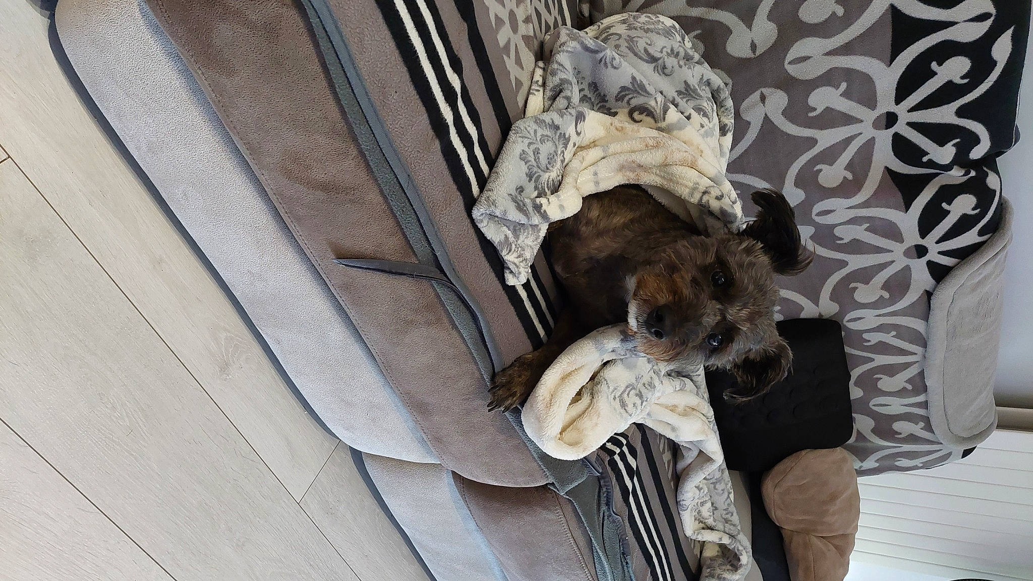 Jimmy a rejoint le concours — aidez-le/la à gagner de superbes lots ! art, big_cats, carnivore, companion_dog, fawn, felidae, fur, hat, lion, monument, sculpture, sporting_group, statue, sunglasses, tree, wildlife, wood