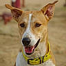 Gun a rejoint le concours — aidez-le/la à gagner de superbes lots ! alert, animal, brown, canine, closeup, dog, domestic_animal, ears, friendly, fur, happy, muzzle, outdoor, pet, portrait, sand, smiling, tongue_out, white, yellow_collar