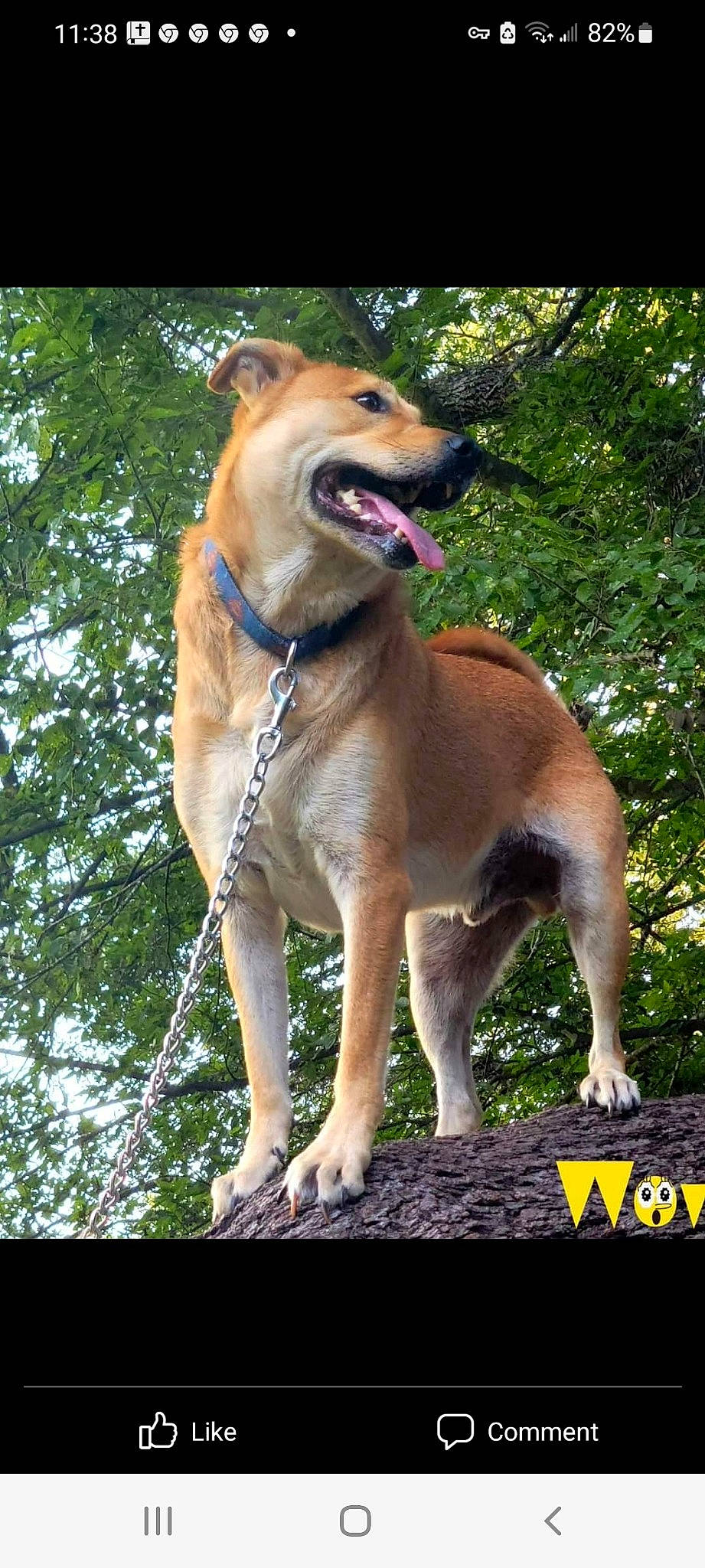 Brody is registered to the contest to win money with this photo: ancient_dog_breeds, canidae, carnivore, collar, companion_dog, dog, dog_breed, dog_collar, dog_supply, fang, fawn, leash, pet_supply, retriever, sporting_group, street_dog, tail, tree, working_animal, working_dog