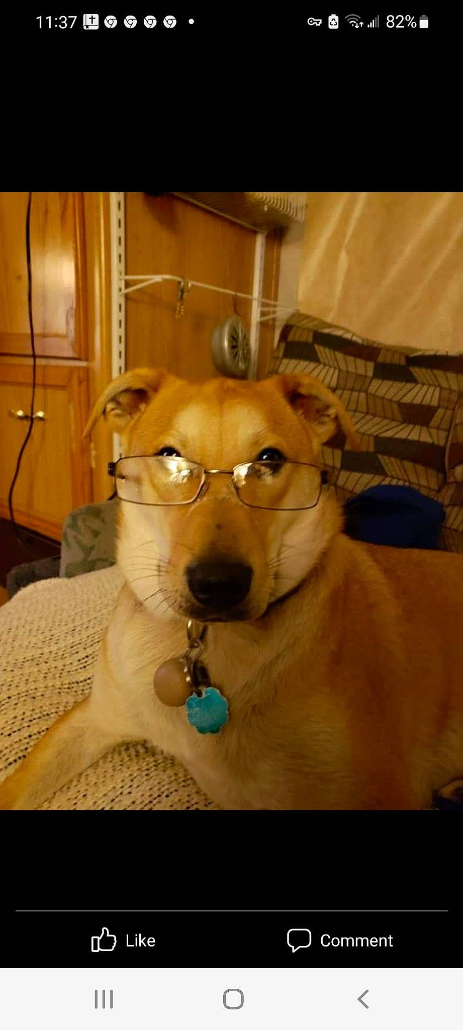 Brody is registered to the contest to win money with this photo: carnivore, collar, companion_dog, dog, dog_breed, dog_collar, ear, eyewear, fawn, felidae, fur, glasses, pet_supply, small_to_medium_sized_cats, snout, sporting_group, vision_care, whiskers, wood, working_animal