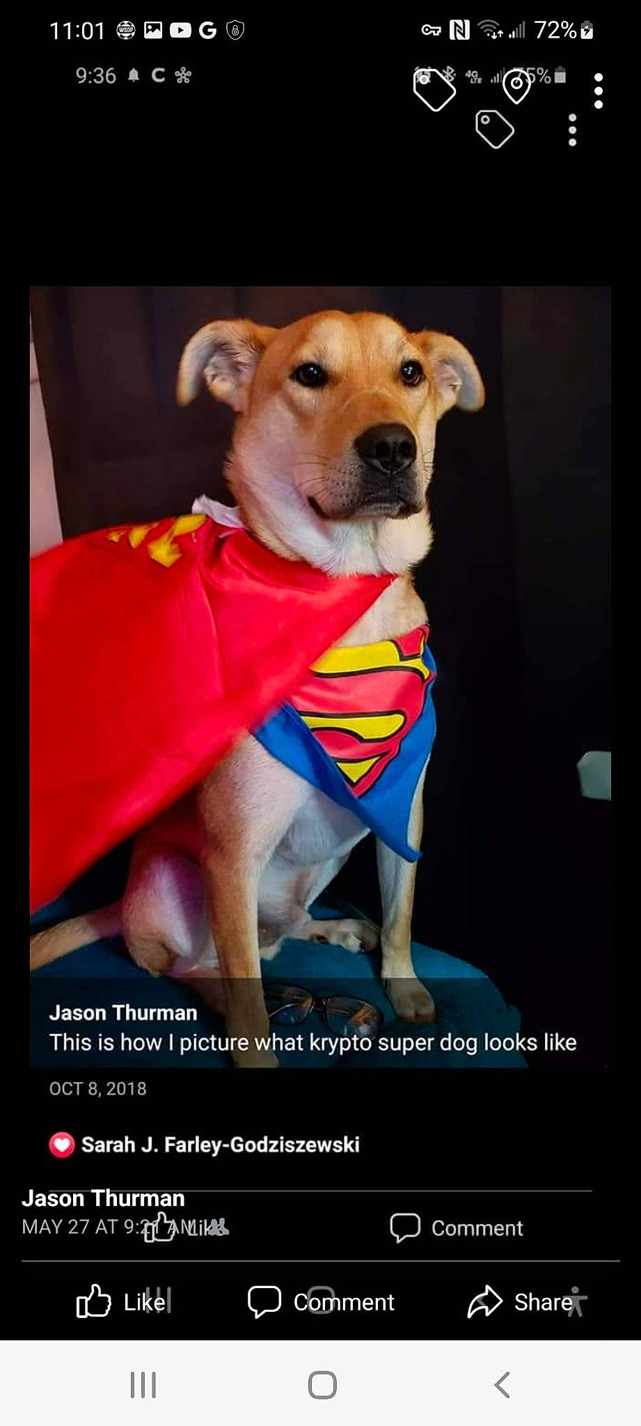 Brody is registered to the contest to win money with this photo: adventure, advertising, canidae, carnivore, collar, companion_dog, dog, dog_breed, dog_clothes, dog_collar, dog_supply, fawn, font, paw, personal_protective_equipment, pet_supply, photo_caption, sleeve, sporting_group, working_animal