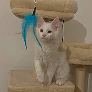 Atlas a rejoint le concours — aidez-le/la à gagner de superbes lots ! cat, kitten, white_cat, cat_tree, feather_toy, indoor, pet, feline, curious, playful, animal, cute, fur, paws, ears, whiskers, claws, looking, toy, domestic