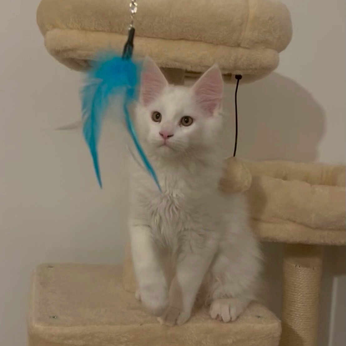 Atlas a rejoint le concours — aidez-le/la à gagner de superbes lots ! animal, cat, cat_tree, claws, curious, cute, domestic, ears, feather_toy, feline, fur, indoor, kitten, looking, paws, pet, playful, toy, whiskers, white_cat