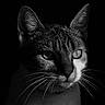 cat, feline, close_up, portrait, black_and_white, monochrome, whiskers, eyes, ears, fur, short_hair, animal, pet, staring, dramatic_lighting, high_contrast, dark_background, photography, facial_features, symmetrical_composition