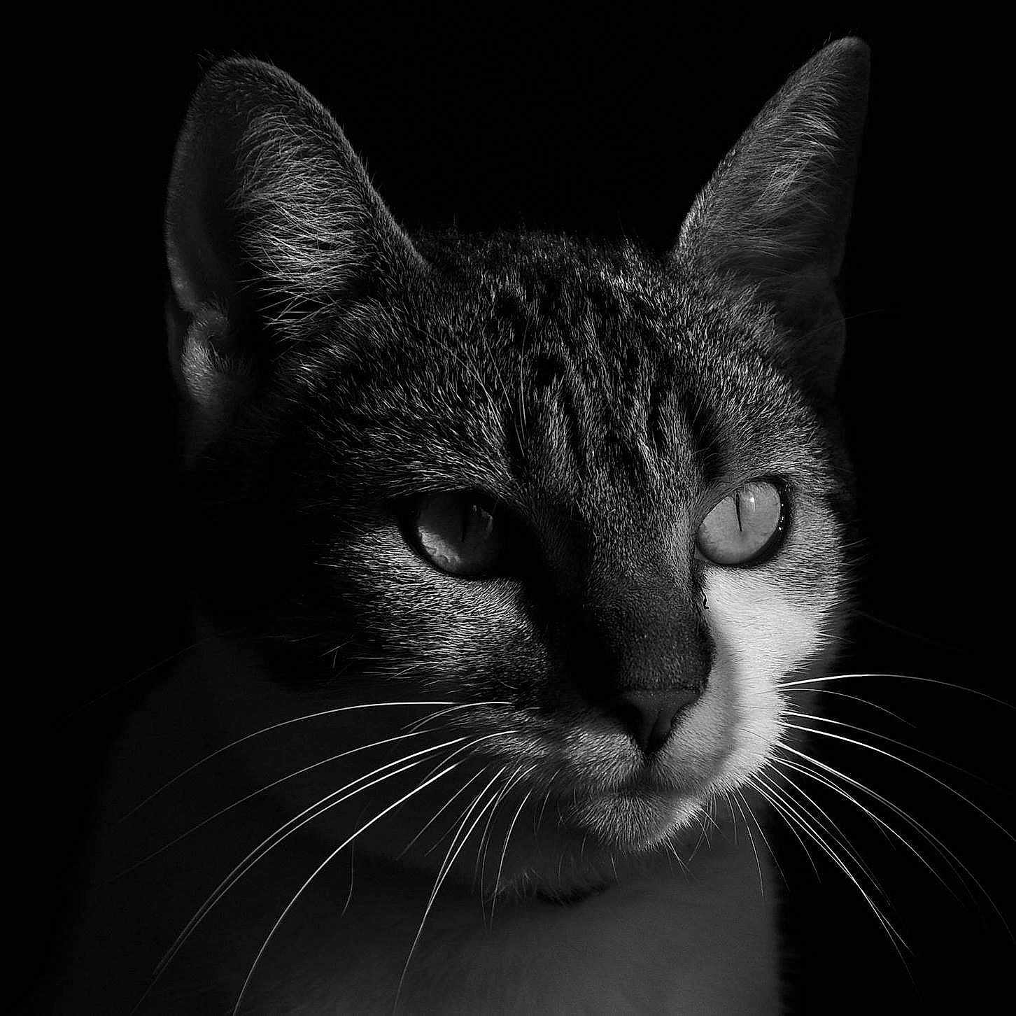 Lily participe au concours pour gagner de l'argent avec cette photo : cat, feline, close_up, portrait, black_and_white, monochrome, whiskers, eyes, ears, fur, short_hair, animal, pet, staring, dramatic_lighting, high_contrast, dark_background, photography, facial_features, symmetrical_composition