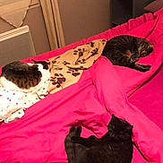 Lily participe au concours pour gagner de l'argent avec cette photo : cats, three_cats, pets, animals, bed, bedroom, pink_blanket, bedding, sleeping, resting, black_cat, tabby_cat, white_cat, indoor, home, cozy, lamp, nightstand, curtains, relaxation