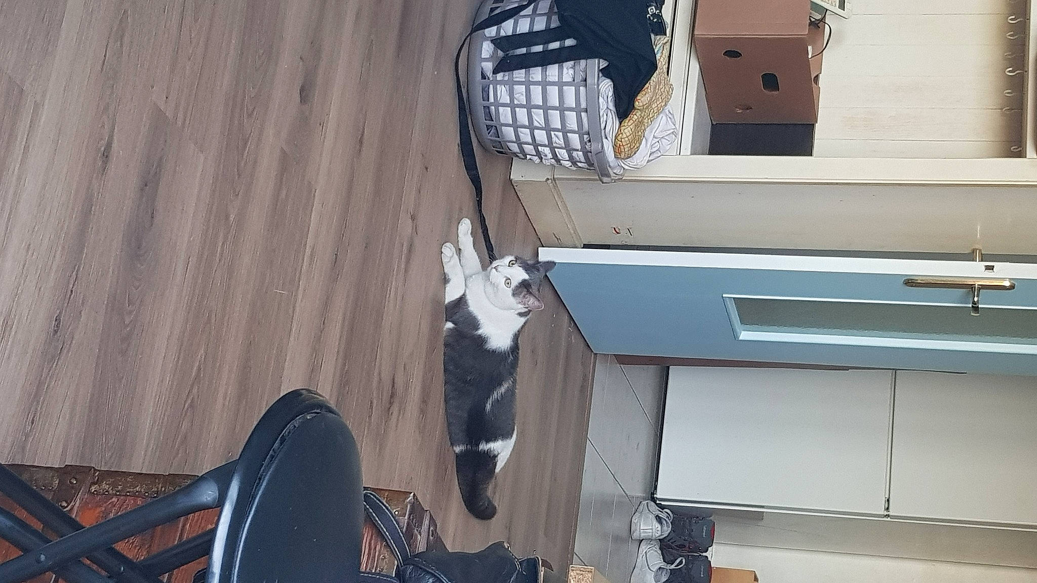 Mes Trois Loulou participe au concours pour gagner de l'argent avec cette photo : apartment, automotive_exterior, building, cat, ceiling, daylighting, felidae, floor, flooring, hardwood, plywood, roof, room, shade, siding, small_to_medium_sized_cats, tail, vehicle_door, window, wood