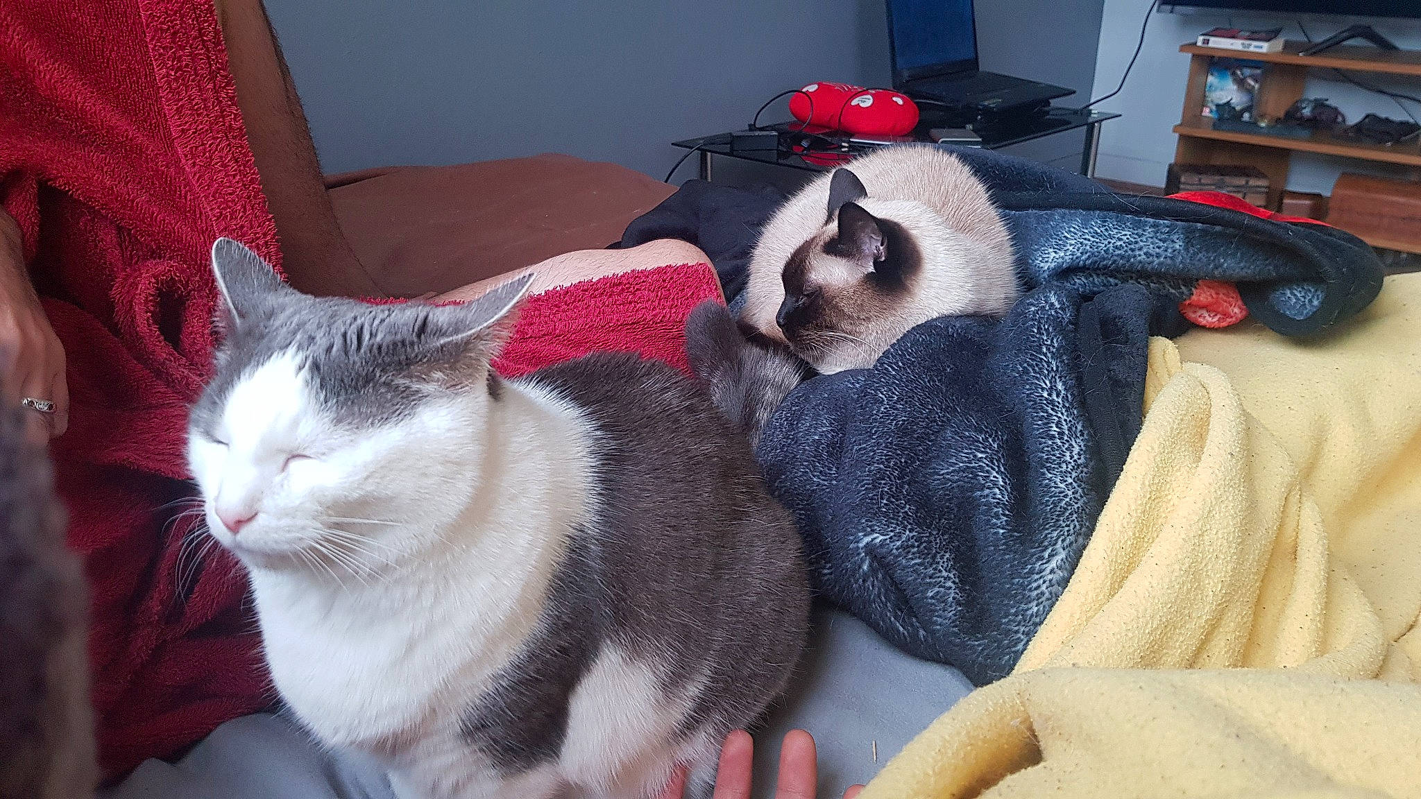 Bonnie a rejoint le concours — aidez-le/la à gagner de superbes lots ! bookcase, carnivore, cat, comfort, companion_dog, domestic_short_haired_cat, eye, fawn, felidae, fur, grey, lap, linens, paw, pet_supply, shelf, small_to_medium_sized_cats, snout, tail, whiskers