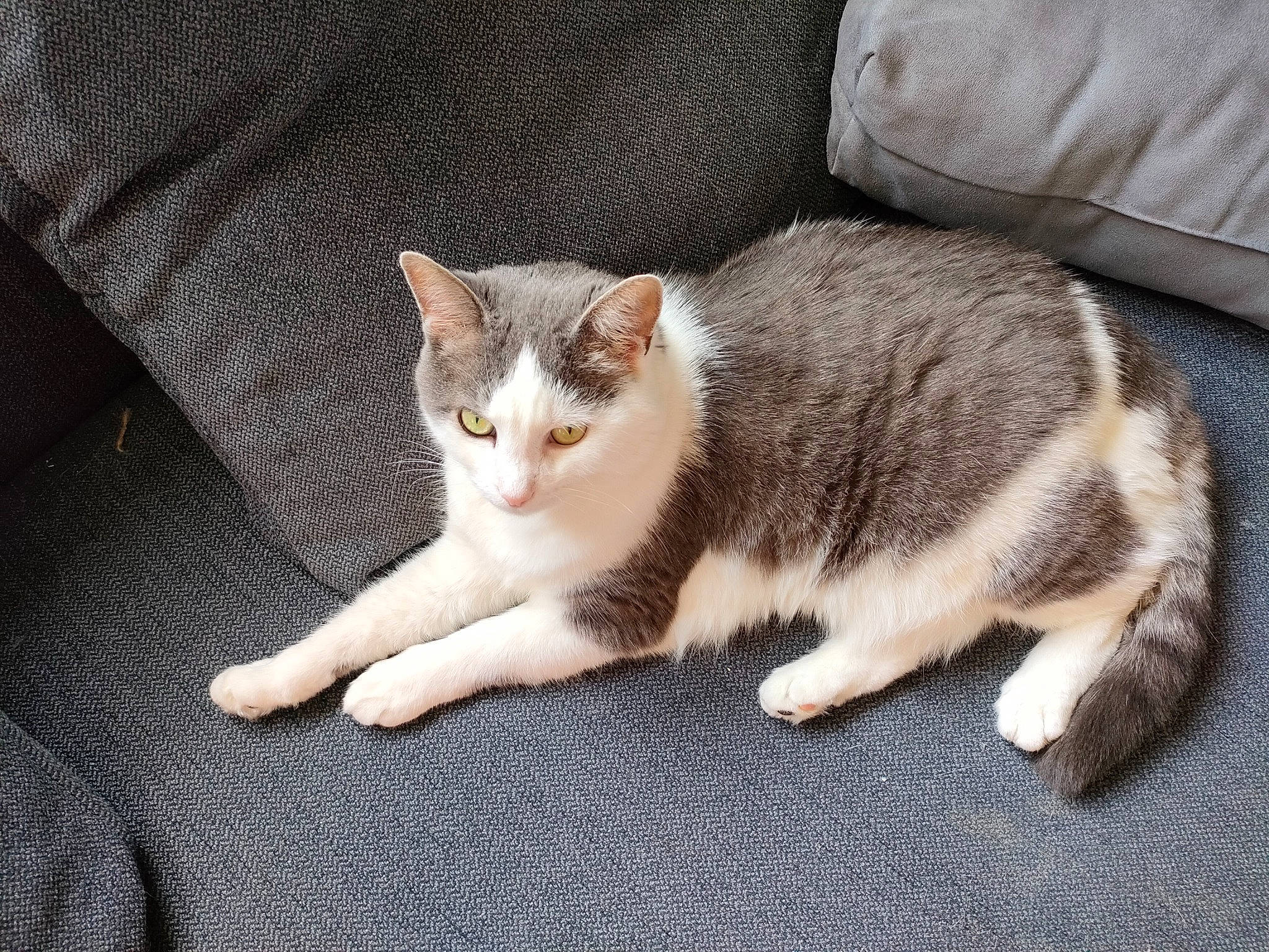 Bonnie a rejoint le concours — aidez-le/la à gagner de superbes lots ! carnivore, cat, comfort, couch, domestic_short_haired_cat, eye, felidae, fur, grey, paw, sitting, small_to_medium_sized_cats, tail, whiskers, wood