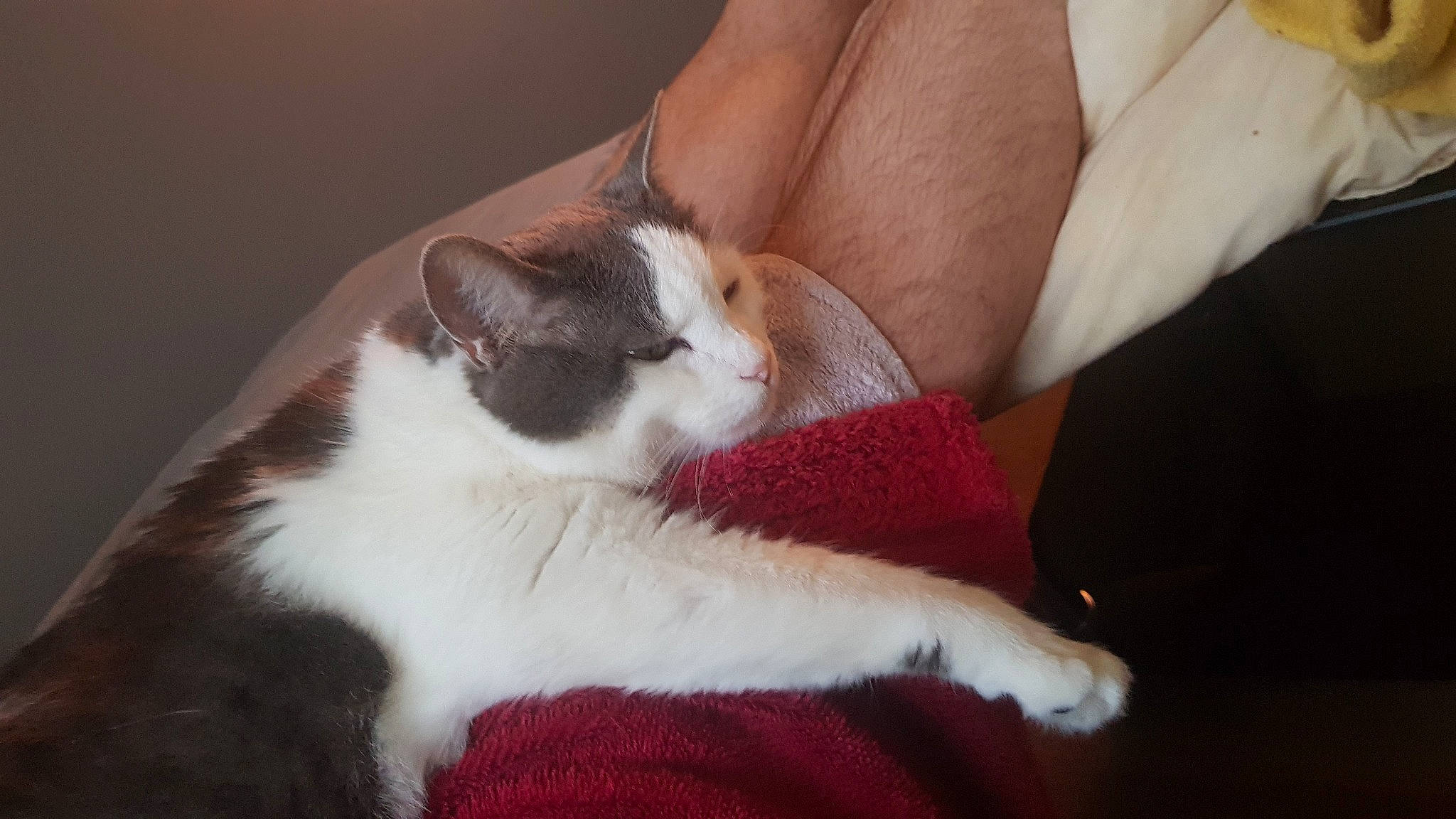 Bonnie participe au concours pour gagner de l'argent avec cette photo : carnivore, cat, comfort, companion_dog, domestic_short_haired_cat, elbow, fawn, felidae, foot, fur, human_body, human_leg, lap, leg, mammal, paw, small_to_medium_sized_cats, snout, tail, whiskers