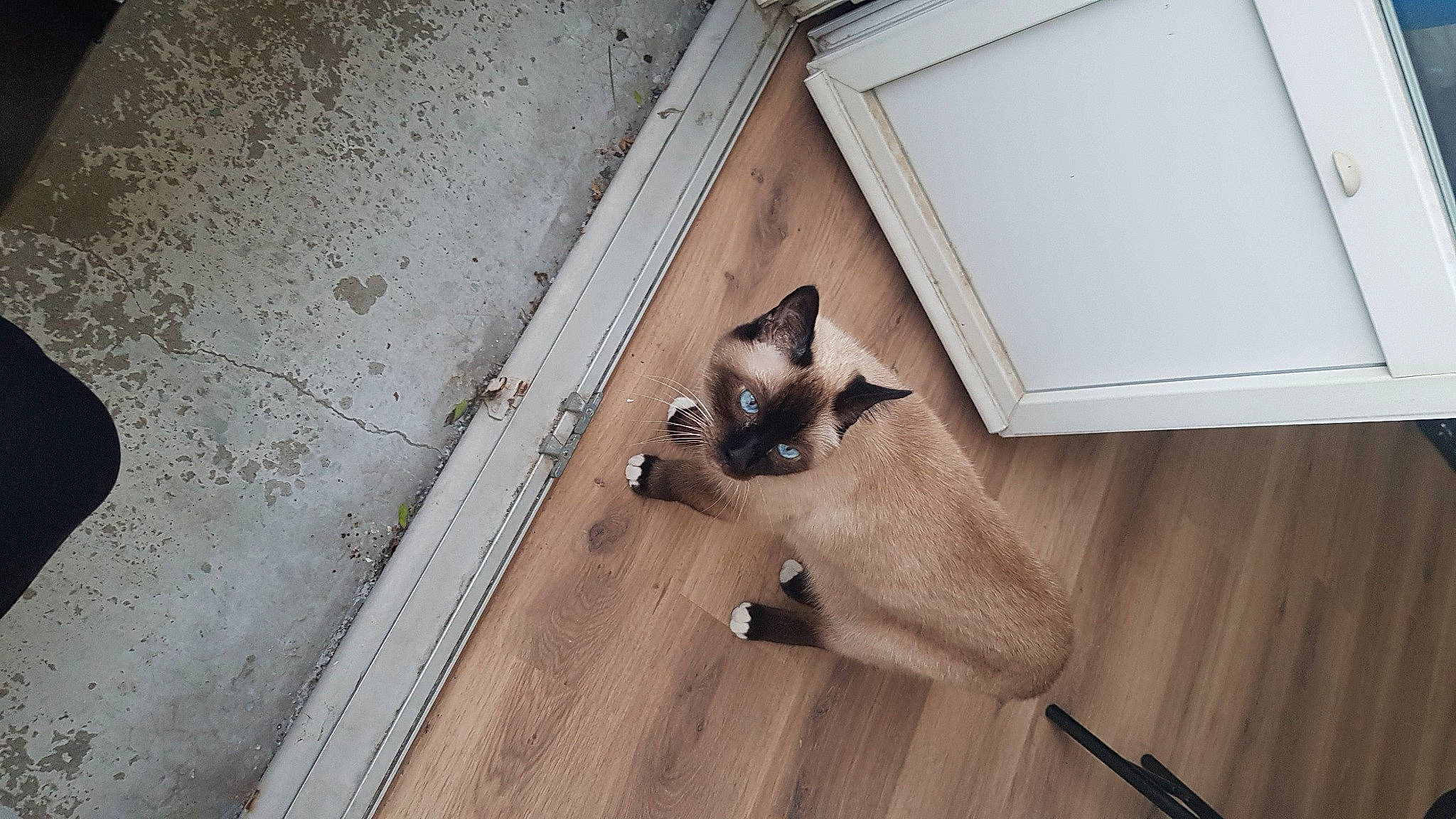 Roki a rejoint le concours — aidez-le/la à gagner de superbes lots ! brown, carnivore, cat, ceiling, fawn, felidae, floor, flooring, grey, hardwood, laminate_flooring, plywood, siamese, small_to_medium_sized_cats, snout, tail, tints_and_shades, whiskers, wood, wood_stain