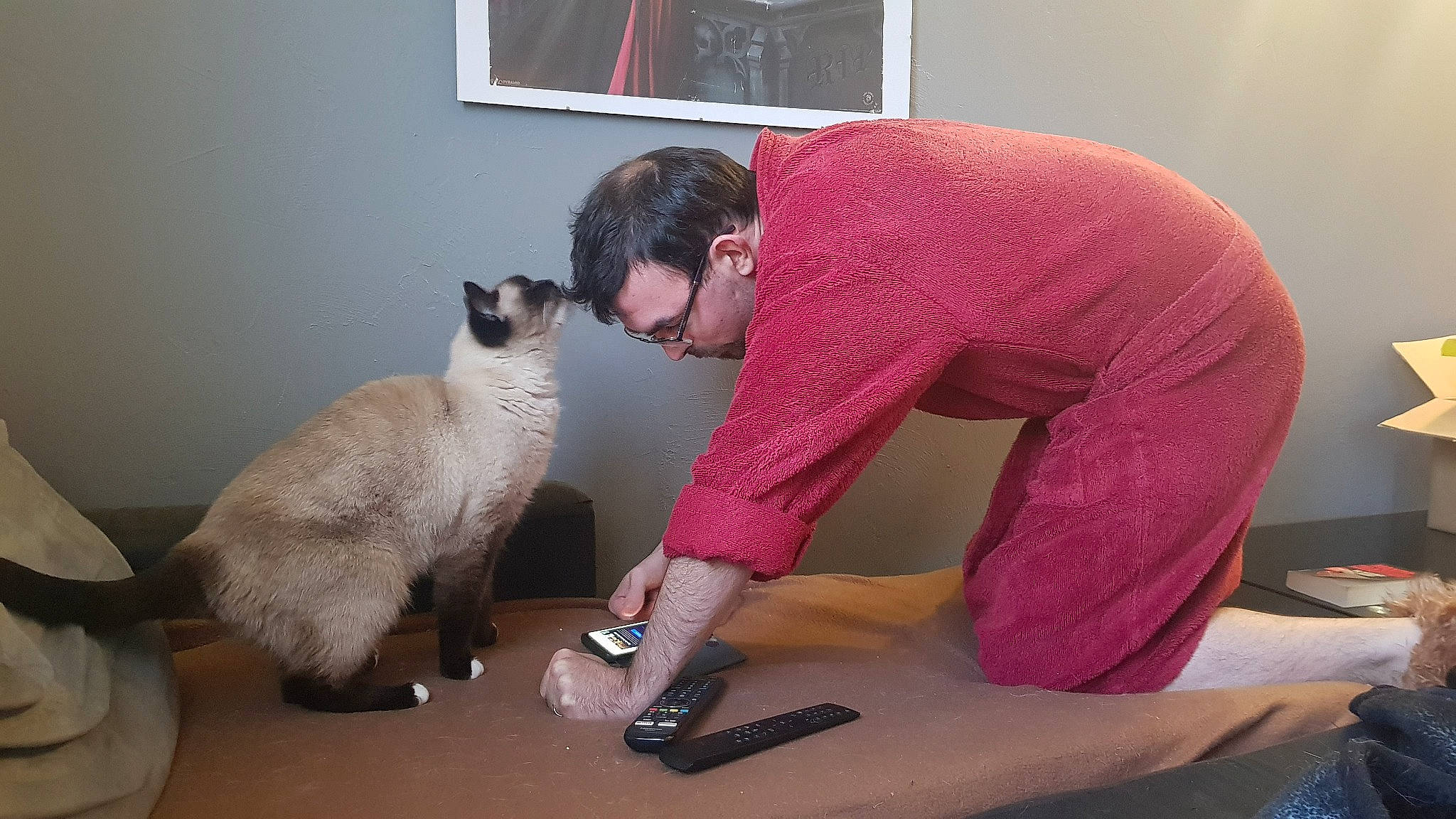 Roki a rejoint le concours — aidez-le/la à gagner de superbes lots ! balance, balinese, carnivore, cat, comfort, elbow, felidae, flooring, hardwood, human_leg, joint, knee, lap, siamese, sitting, sleeve, small_to_medium_sized_cats, tail, whiskers, wood