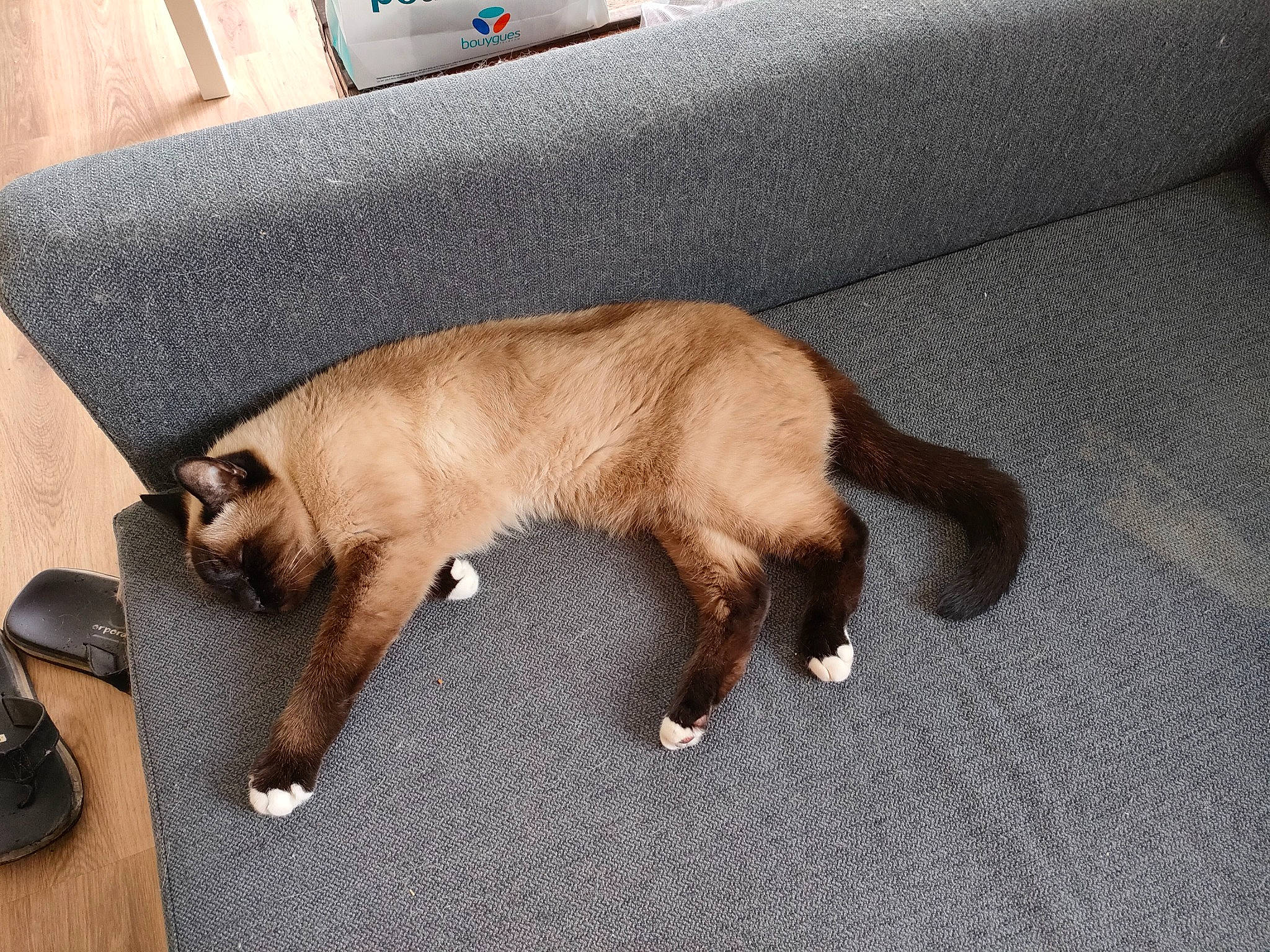 Roki a rejoint le concours — aidez-le/la à gagner de superbes lots ! balinese, canidae, carnivore, cat, claw, comfort, couch, dog_breed, domestic_short_haired_cat, fawn, felidae, flooring, fur, liver, siamese, small_to_medium_sized_cats, sporting_group, tail, whiskers