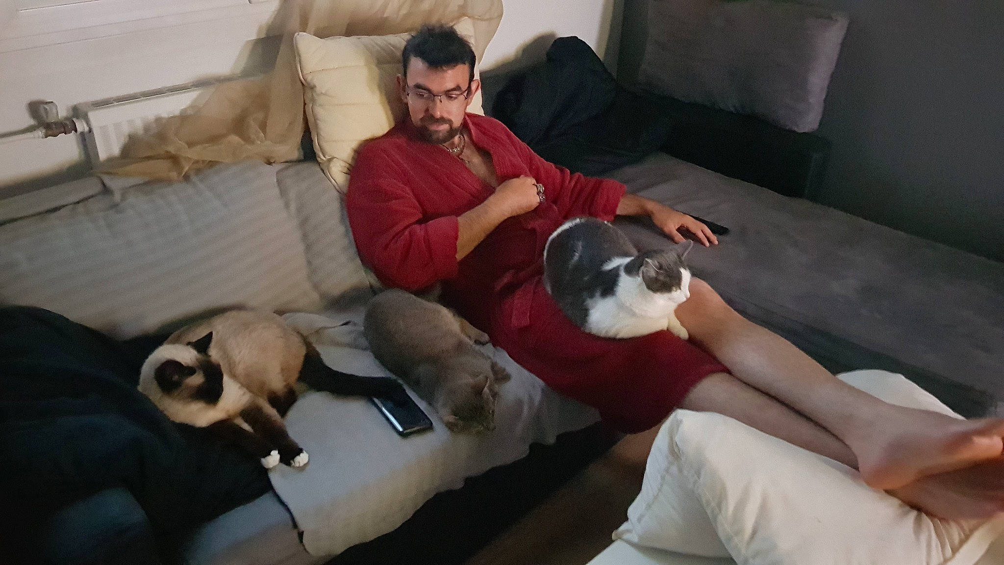 Mika a rejoint le concours — aidez-le/la à gagner de superbes lots ! canidae, carnivore, comfort, companion_dog, couch, dog, dog_breed, fawn, fur, furniture, hardwood, knee, lap, living_room, room, siamese, sitting, sporting_group, thigh, toy_dog