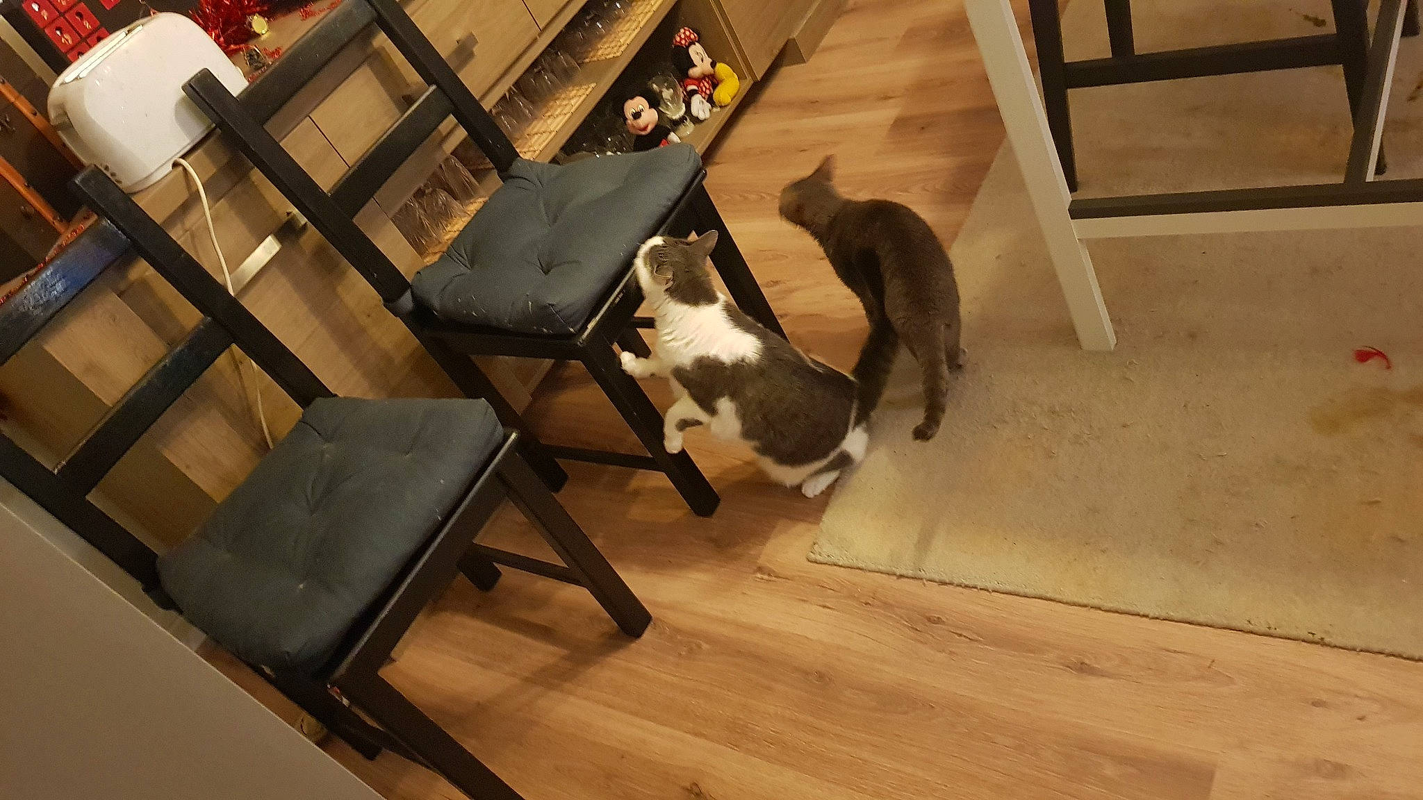 Mika participe au concours pour gagner de l'argent avec cette photo : armrest, carnivore, cat, chair, comfort, companion_dog, fawn, felidae, floor, flooring, hardwood, laminate_flooring, outdoor_furniture, small_to_medium_sized_cats, table, tail, whiskers, wood, wood_flooring, wood_stain