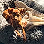 Byron participe au concours pour gagner de l'argent avec cette photo : blanket, brown_dog, comfort, cozy, dog, ears, fur, indoor, nap, paw, pet_bed, relaxing, resting, shadow, sleeping, small_dog, snout, sunlight, texture, warmth