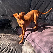 Byron a rejoint le concours — aidez-le/la à gagner de superbes lots ! alert, animal, brown_dog, canine, couch, curious, cushion, dog, domestic_animal, furniture, indoor, leather_couch, living_room, pet, purple_cushion, shadow, small_dog, stretching, sunlight, window_light