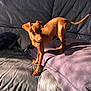 alert, animal, brown_dog, canine, couch, curious, cushion, dog, domestic_animal, furniture, indoor, leather_couch, living_room, pet, purple_cushion, shadow, small_dog, stretching, sunlight, window_light