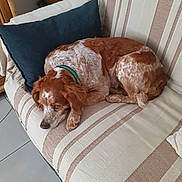Luna participe au concours pour gagner de l'argent avec cette photo : dog, couch, striped_couch, pillow, green_collar, sleeping_dog, indoor, pet, brown_and_white_dog, resting, cozy, home, tile_floor, wooden_furniture, relaxed, curled_up, fur, companion, domestic_animal, quiet