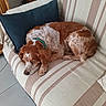 dog, couch, striped_couch, pillow, green_collar, sleeping_dog, indoor, pet, brown_and_white_dog, resting, cozy, home, tile_floor, wooden_furniture, relaxed, curled_up, fur, companion, domestic_animal, quiet