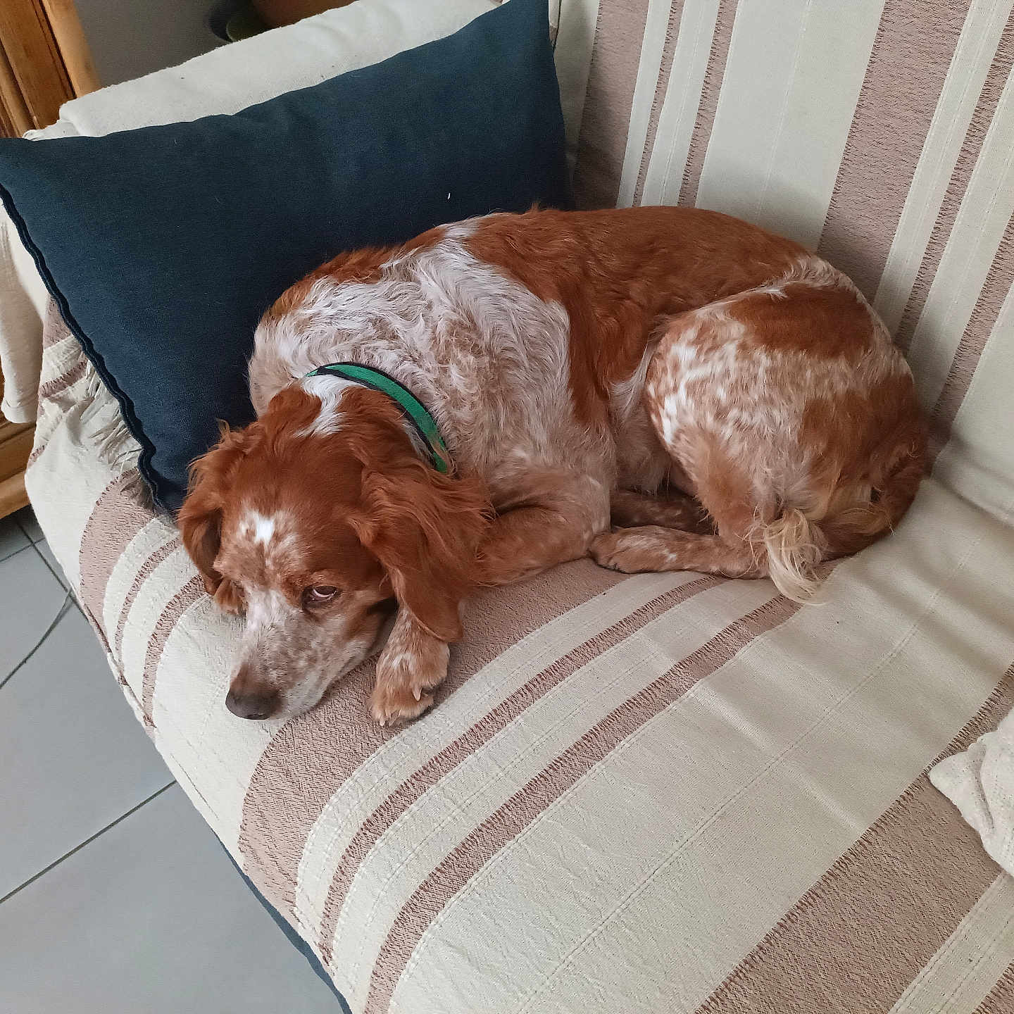 Luna participe au concours pour gagner de l'argent avec cette photo : dog, couch, striped_couch, pillow, green_collar, sleeping_dog, indoor, pet, brown_and_white_dog, resting, cozy, home, tile_floor, wooden_furniture, relaxed, curled_up, fur, companion, domestic_animal, quiet