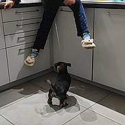 Ulice a rejoint le concours — aidez-le/la à gagner de superbes lots ! person, dog, kitchen, floor, tiles, cabinet, slippers, socks, counter, paper_towel, cutting_board, sink, faucet, banana, basket, jar, clothing, shadow, tile_floor, playful